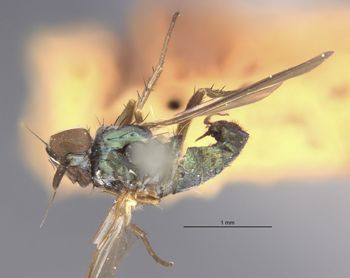 Media type: image;   Entomology 12915 Aspect: habitus dorsal view